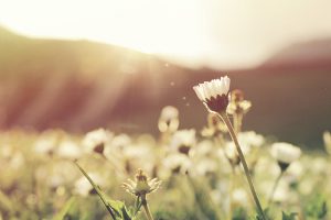 ¿Por qué nos altera la primavera? La explicación a la astenia primaveral es pura química