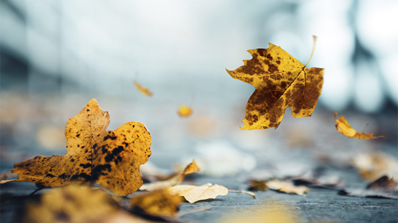 Details 48 caída de las hojas delos árboles Abzlocal.mx