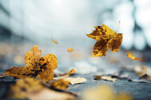¿Por qué caen las hojas en otoño y qué tiene que ver con la fotosíntesis de las plantas?