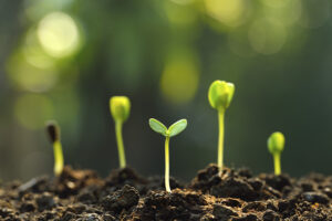 Bioestimulantes agrícolas: el futuro de la agricultura sostenible