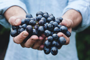 Los secretos de la ciencia del vino
