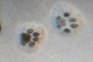 Feromonas: la comunicación química de los gatos