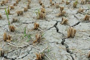 La sequía en la agricultura: ¿cómo afecta y qué medidas tomar?