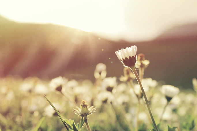 Escena primaveral donde se ve un campo con flores durante el atardecer
