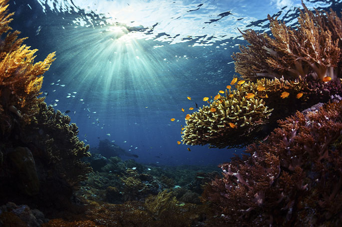 Fondo del mar con algas y peces