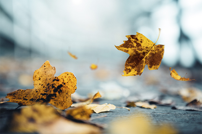 Hojas secas de árboles cayendo en otoño, con colores amarillos y marrones.