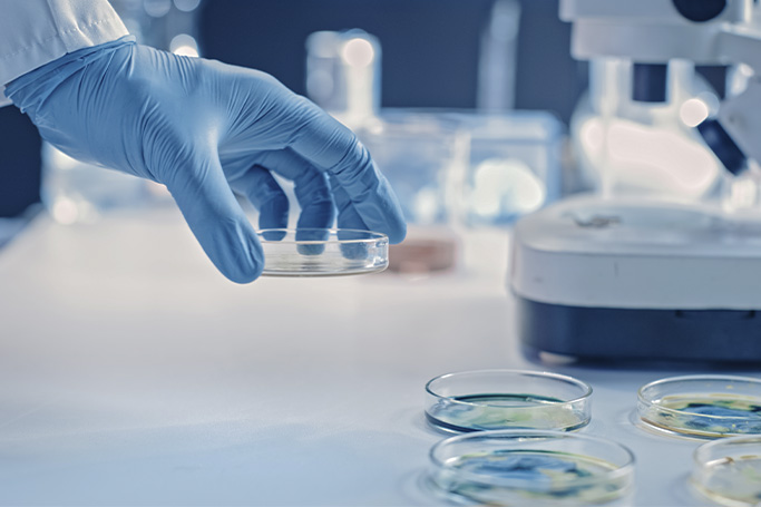 Detalle de placas de petri con bacterias en un laboratorio de química. Una mano enguantada coge una de las placas. En el fondo hay un microscopio