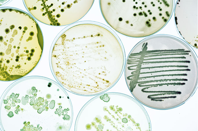 Placas de Petri con microorganismos