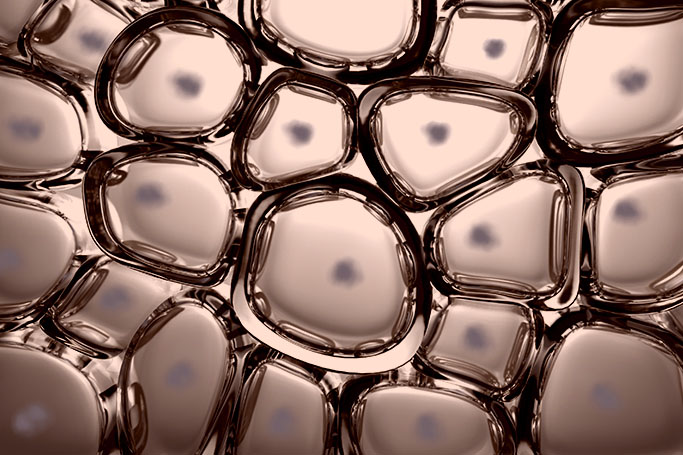 celulas de la epidermis, la capa más externa de la piel y una de las más afectadas por los efectos de los radicales libres en la piel