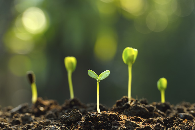 Brotes de plantas creciendo gracias al uso de bioestimulantes agricolas