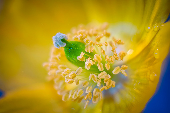 Flor con polen que provoca alergia primaveral