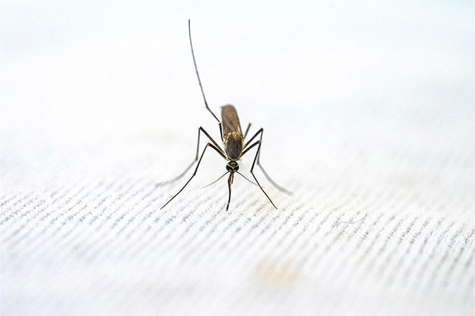 Un mosquito pica con sus seis agujas, cada una de las cuales cumple una función específica