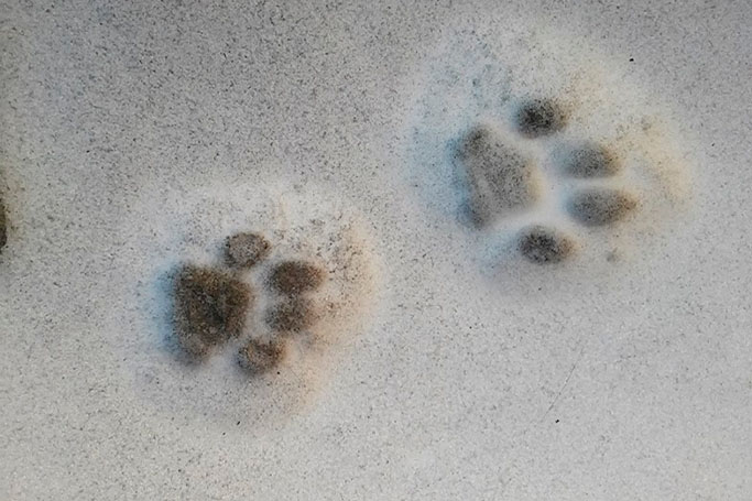 Huellas de gato sobre la nieve
