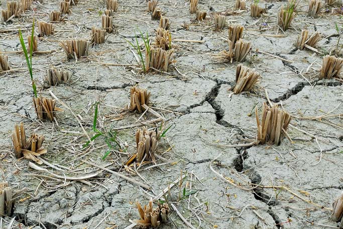 Las tierras de cultivo pierden la humedad del suelo debido a la sequía en España